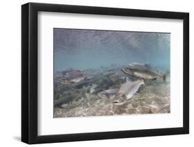 Spawning Salmon at Kinak Bay in Katmai National Park-Paul Souders-Framed Photographic Print