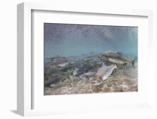 Spawning Salmon at Kinak Bay in Katmai National Park-Paul Souders-Framed Photographic Print