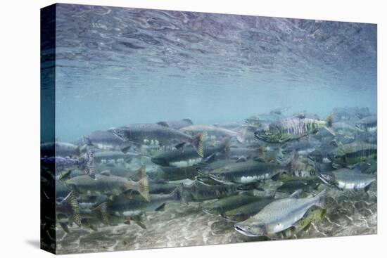 Spawning Salmon in Kinak Bay in Katmai National Park-Paul Souders-Stretched Canvas