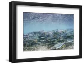 Spawning Salmon in Kinak Bay in Katmai National Park-Paul Souders-Framed Photographic Print