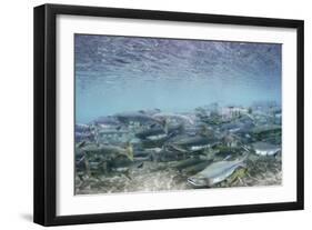 Spawning Salmon in Kinak Bay in Katmai National Park-Paul Souders-Framed Photographic Print