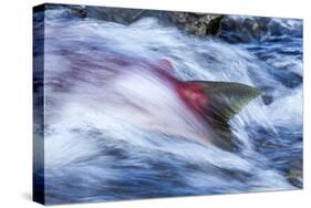 Spawning Salmon, Katmai National Park, Alaska-null-Stretched Canvas