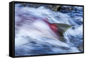 Spawning Salmon, Katmai National Park, Alaska-null-Framed Stretched Canvas