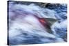 Spawning Salmon, Katmai National Park, Alaska-null-Stretched Canvas