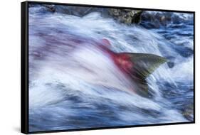 Spawning Salmon, Katmai National Park, Alaska-null-Framed Stretched Canvas