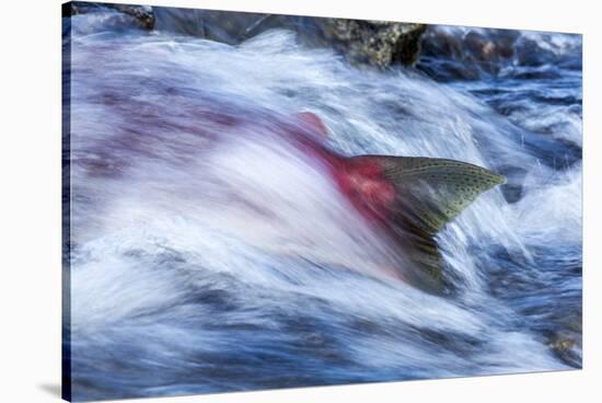 Spawning Salmon, Katmai National Park, Alaska-null-Stretched Canvas