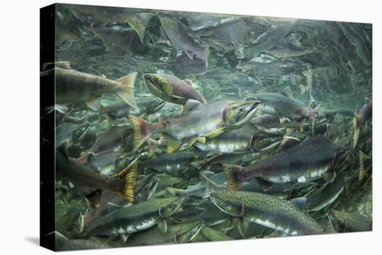 Spawning Salmon, Katmai National Park, Alaska-Paul Souders-Stretched Canvas