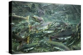 Spawning Salmon, Katmai National Park, Alaska-Paul Souders-Stretched Canvas