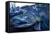 Spawning Salmon, Katmai National Park, Alaska-Paul Souders-Framed Stretched Canvas