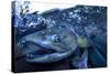 Spawning Salmon, Katmai National Park, Alaska-Paul Souders-Stretched Canvas