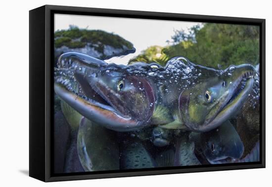 Spawning Salmon, Katmai National Park, Alaska-Paul Souders-Framed Stretched Canvas