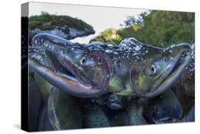 Spawning Salmon, Katmai National Park, Alaska-Paul Souders-Stretched Canvas