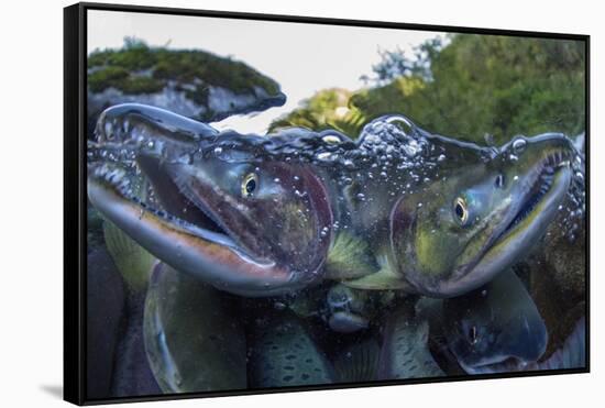 Spawning Salmon, Katmai National Park, Alaska-Paul Souders-Framed Stretched Canvas