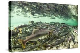 Spawning Salmon, Katmai National Park, Alaska-Paul Souders-Stretched Canvas