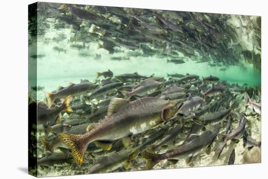 Spawning Salmon, Katmai National Park, Alaska-Paul Souders-Stretched Canvas