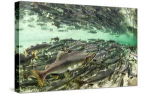 Spawning Salmon, Katmai National Park, Alaska-Paul Souders-Stretched Canvas