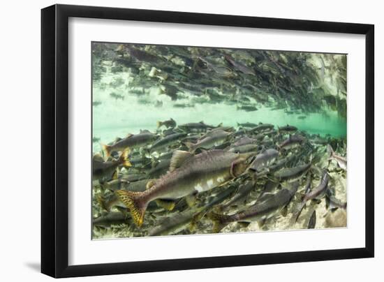 Spawning Salmon, Katmai National Park, Alaska-Paul Souders-Framed Premium Photographic Print