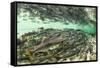 Spawning Salmon, Katmai National Park, Alaska-Paul Souders-Framed Stretched Canvas
