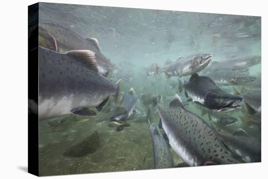 Spawning Salmon, Katmai National Park, Alaska-null-Stretched Canvas