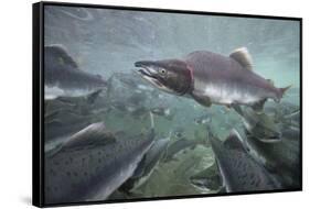 Spawning Salmon, Katmai National Park, Alaska-null-Framed Stretched Canvas