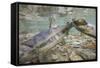 Spawning Salmon, Katmai National Park, Alaska-null-Framed Stretched Canvas