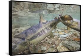 Spawning Salmon, Katmai National Park, Alaska-null-Framed Stretched Canvas