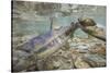 Spawning Salmon, Katmai National Park, Alaska-null-Stretched Canvas