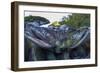 Spawning Salmon, Katmai National Park, Alaska-Paul Souders-Framed Photographic Print