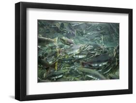 Spawning Salmon, Katmai National Park, Alaska-Paul Souders-Framed Photographic Print