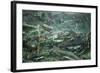 Spawning Salmon, Katmai National Park, Alaska-Paul Souders-Framed Photographic Print