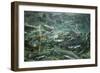 Spawning Salmon, Katmai National Park, Alaska-Paul Souders-Framed Photographic Print