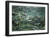 Spawning Salmon, Katmai National Park, Alaska-Paul Souders-Framed Photographic Print