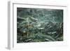 Spawning Salmon, Katmai National Park, Alaska-Paul Souders-Framed Photographic Print