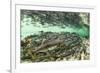 Spawning Salmon, Katmai National Park, Alaska-Paul Souders-Framed Photographic Print