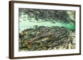 Spawning Salmon, Katmai National Park, Alaska-Paul Souders-Framed Photographic Print