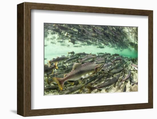 Spawning Salmon, Katmai National Park, Alaska-Paul Souders-Framed Photographic Print