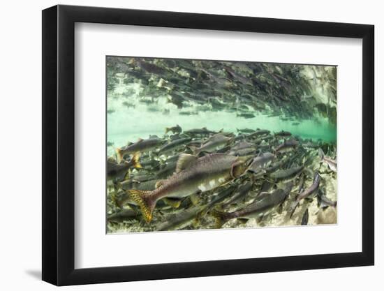 Spawning Salmon, Katmai National Park, Alaska-Paul Souders-Framed Photographic Print