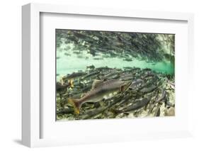 Spawning Salmon, Katmai National Park, Alaska-Paul Souders-Framed Photographic Print