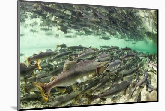Spawning Salmon, Katmai National Park, Alaska-Paul Souders-Mounted Photographic Print