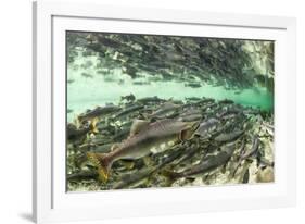 Spawning Salmon, Katmai National Park, Alaska-Paul Souders-Framed Photographic Print