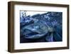 Spawning Salmon, Katmai National Park, Alaska-Paul Souders-Framed Photographic Print