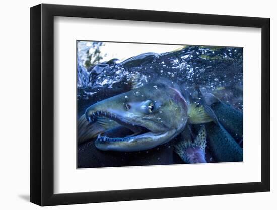 Spawning Salmon, Katmai National Park, Alaska-Paul Souders-Framed Photographic Print