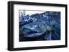 Spawning Salmon, Katmai National Park, Alaska-Paul Souders-Framed Photographic Print