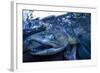 Spawning Salmon, Katmai National Park, Alaska-Paul Souders-Framed Photographic Print