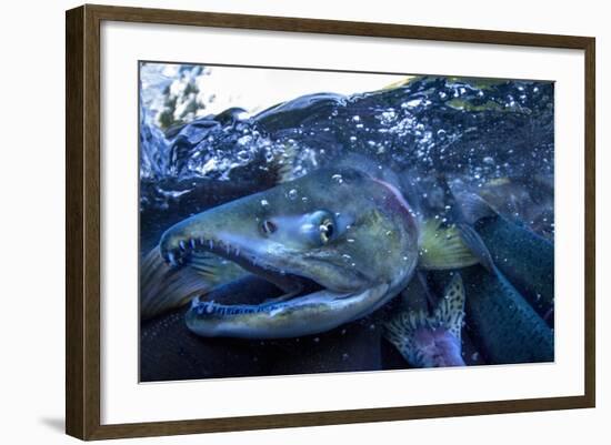 Spawning Salmon, Katmai National Park, Alaska-Paul Souders-Framed Photographic Print