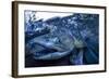 Spawning Salmon, Katmai National Park, Alaska-Paul Souders-Framed Photographic Print