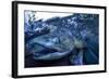 Spawning Salmon, Katmai National Park, Alaska-Paul Souders-Framed Photographic Print