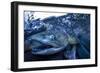 Spawning Salmon, Katmai National Park, Alaska-Paul Souders-Framed Photographic Print