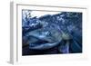 Spawning Salmon, Katmai National Park, Alaska-Paul Souders-Framed Photographic Print