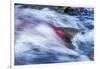 Spawning Salmon, Katmai National Park, Alaska-null-Framed Photographic Print